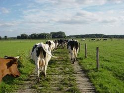 What effects do grassland and grazing management have on cow health and welfare?