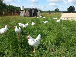 CORYNE Methioninproduktion