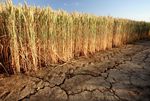 Im Vordergrund degradierter Ackerboden mit Trockenrissen und Verschlämmungskruste, im Hintergrund Weizen