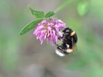 Eine Erdhummel besucht eine Rotkleeblüte