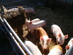 Piglet feeding strategies