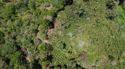 Blick auf einen Wald von oben.