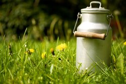 Milchkanne im Gras Things to know about milk from cow-calf contact systems