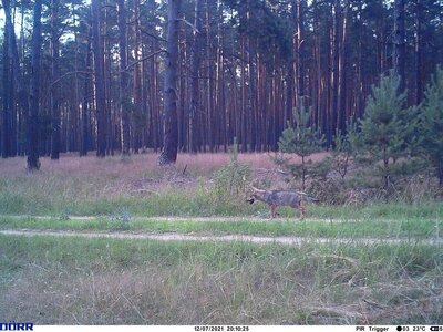 Wolfswelpe auf einem Waldweg