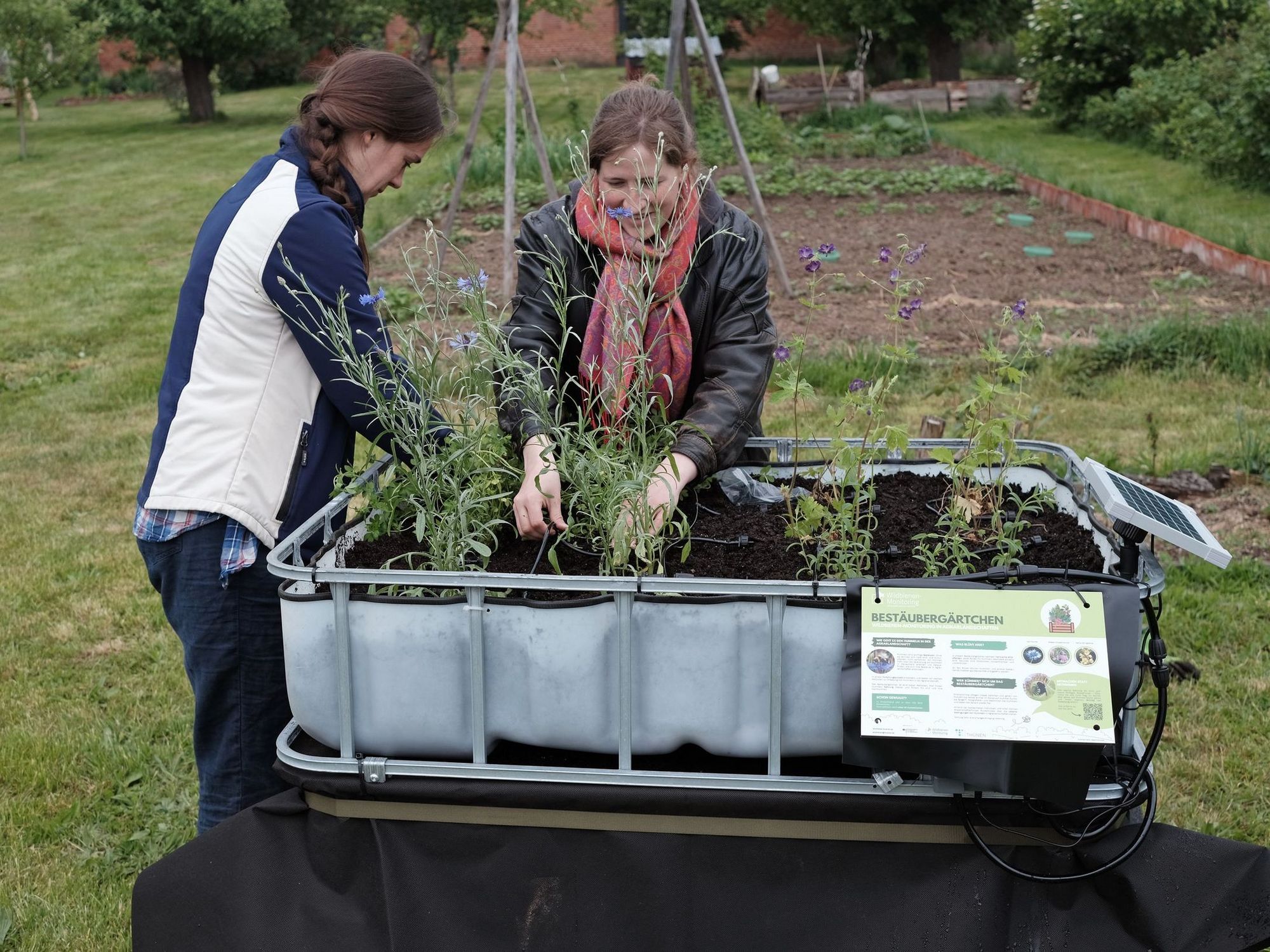 Zwei Personen bepflanzen ein Bestäubergärtchen mit Ackerwildkräutern.