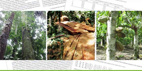 Waldtypen mit verschiedenen typischen Ökosystemdienstleistungen (v.l.n.r.): Biodiversitätsreicher Natur Wald, Holzernte und Agroforstsystem mit Kakaobäumen