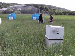 How much greenhouse gases do grass-clover crop sequences emit?