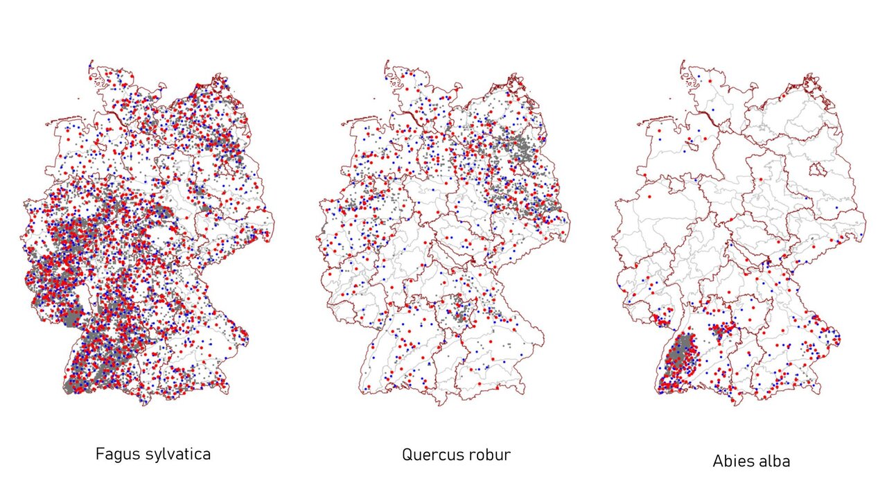 Sammelpunkte für genetische Proben der Rotbuche (links), der Stieleiche (Mitte) und der Weißtanne (rechts)