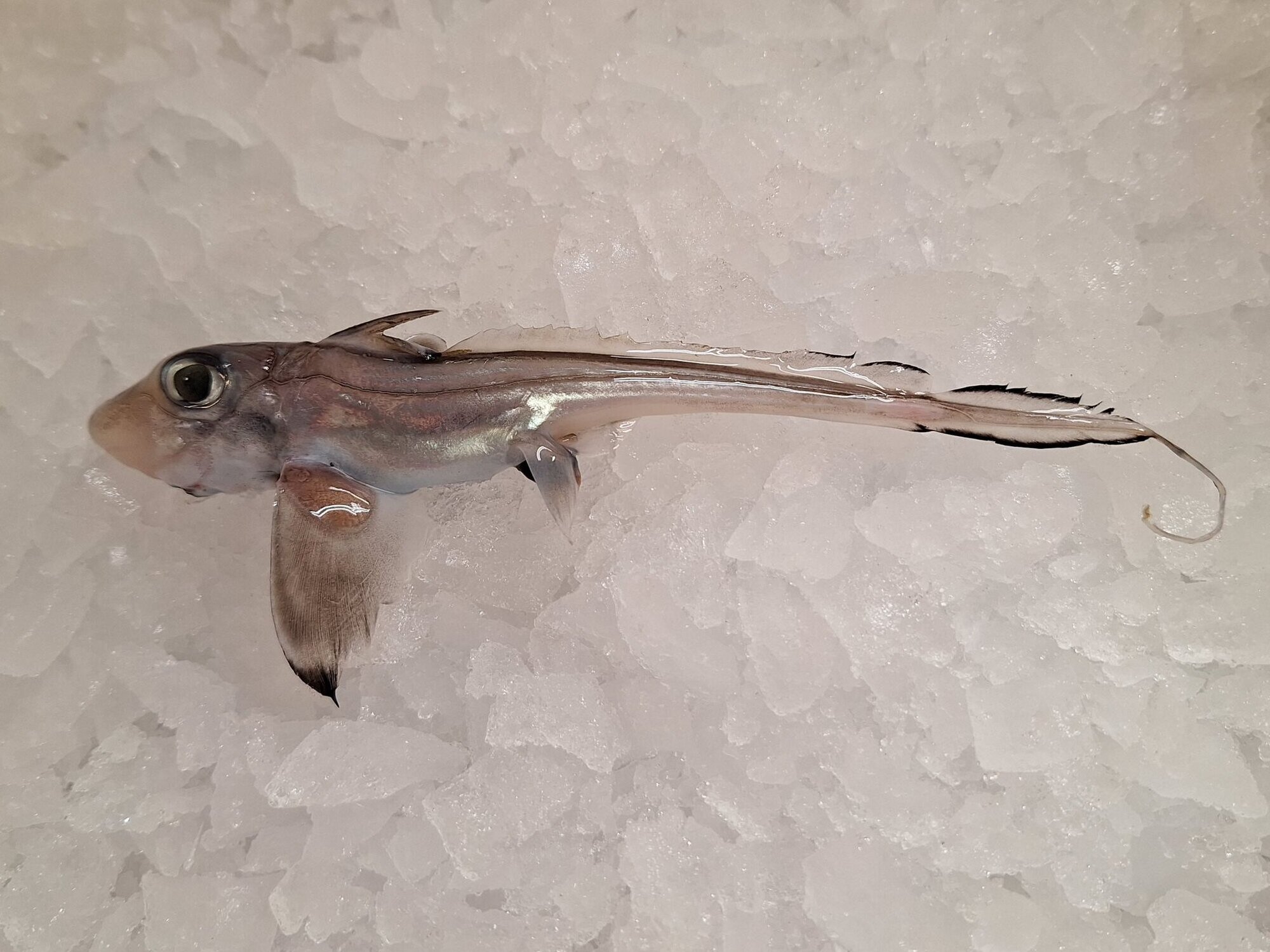 Eine junge Chimäre, auch Seekatze genannt