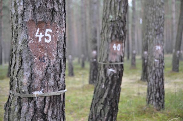 Scots pine equipped with permanent girth bands and numbered for identification. 