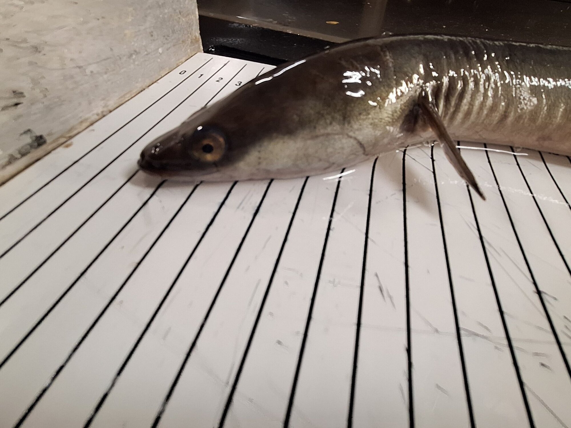 Der Vorderteil des gefangenen Aals mit großen Augen.