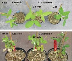 Methionine in peas, beans and lupines – Leaf green and root length as selection criteria in plant breeding