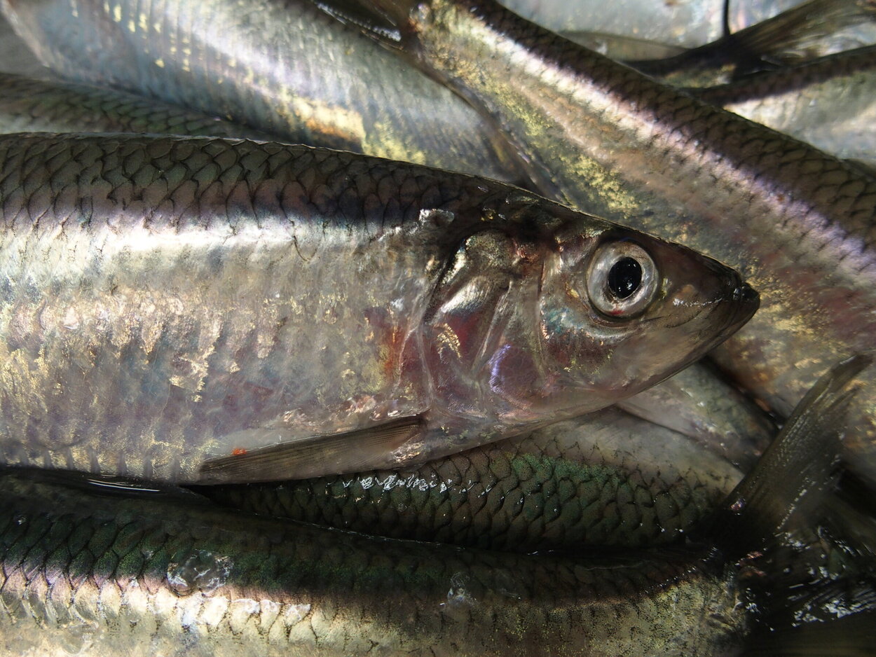 Eine Nahaufnahme eines Herings, der auf anderen Heringen liegt.