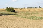 Leerer Acker, im Hintergrund ein abgeerntetes Getreidefeld mit Strohrundballen