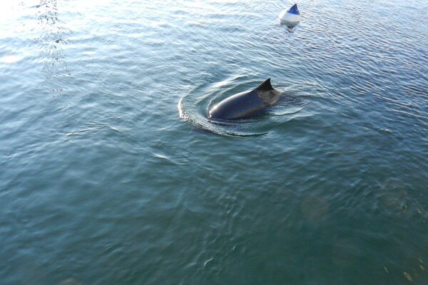 Schweinswal im Wasser neben einer Stellnetzmarkierung.