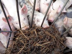 Feeding silage from early-cut red clover to fattening pigs