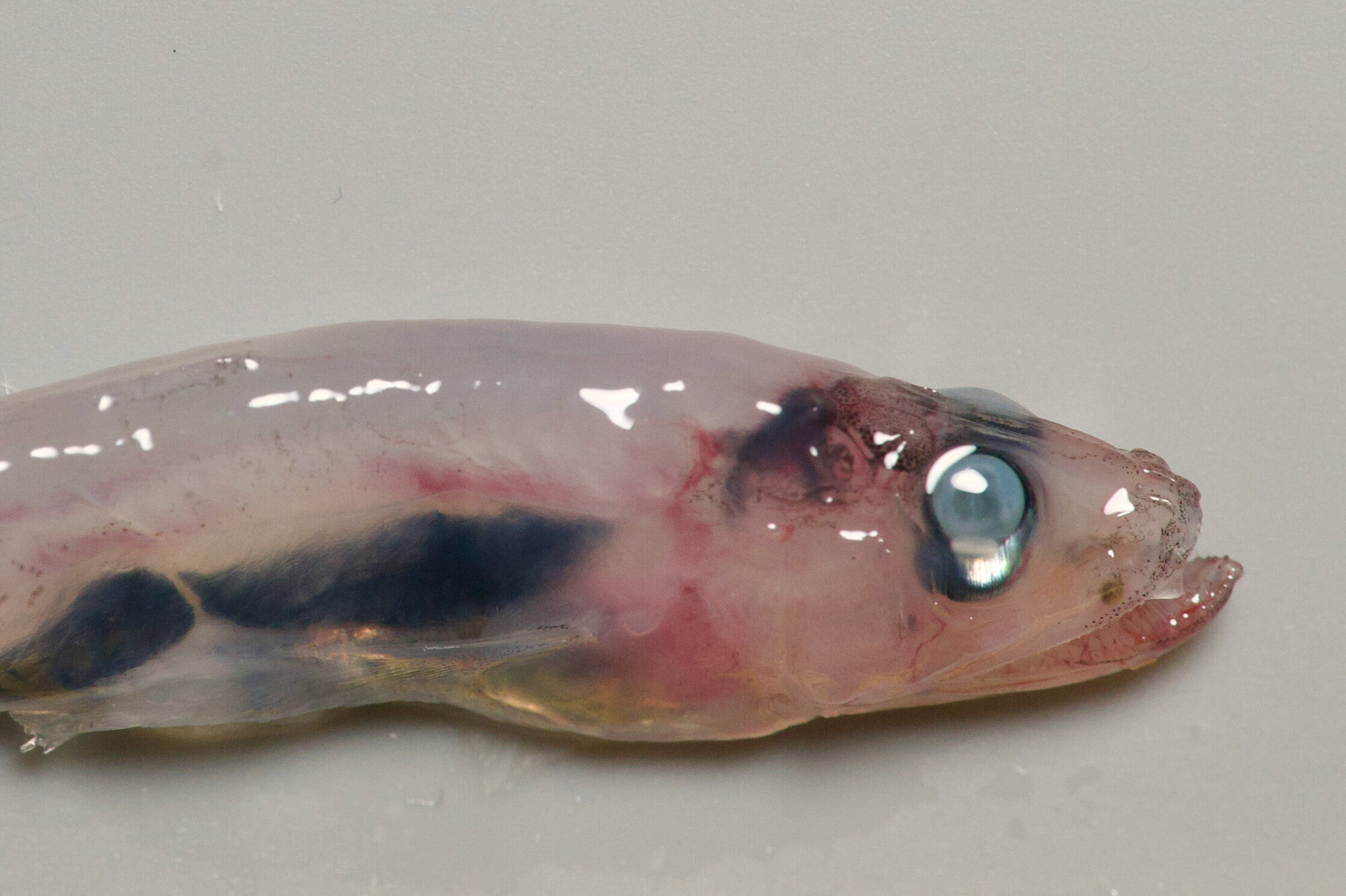 Kopf eines Tiefseefisches mit dem Namen Perlauge.