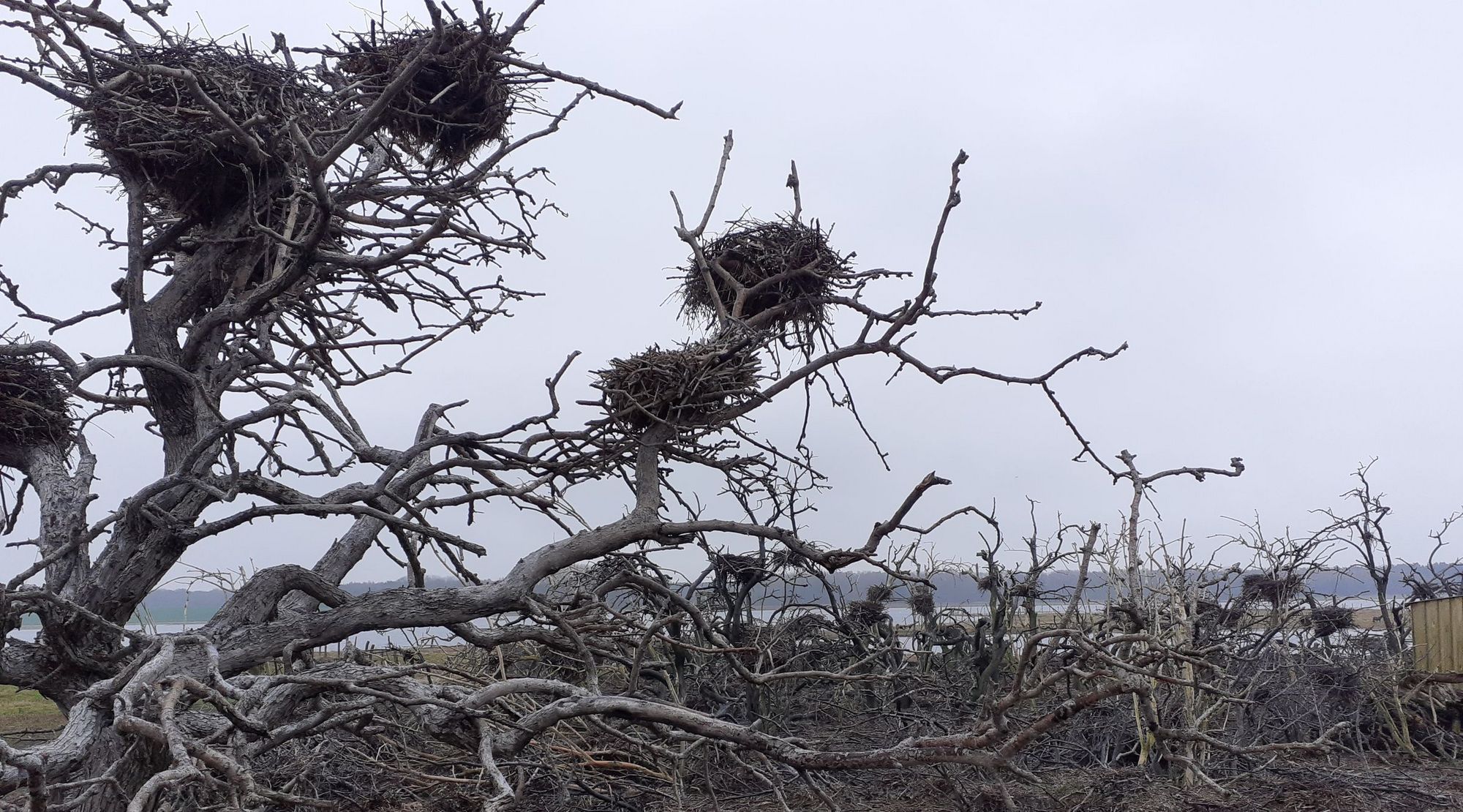 Trees without leaves with cormorant nests