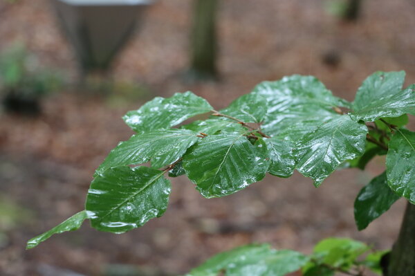 Buchenbläter mit Regentropfen auf der Oberfläche.