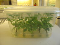 Das Bild zeigt eine transparente kleine Plastikkiste mit geschlossenem Deckel, mit dem Blick quer auf der langen Seite so dass man den Inhalt erkennen kann. In dieser Kiste ist am Boden eine Schicht Nährmedium mit in die Mikrostecklinge wurden und aus denen kleinen grünen Blättern gewachsen sind. 