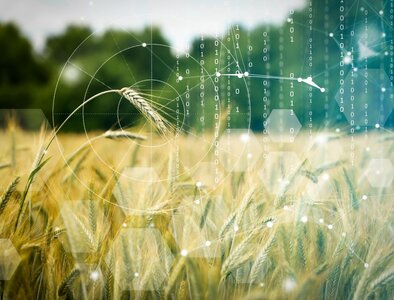 A grain field with many numbers superimposed.