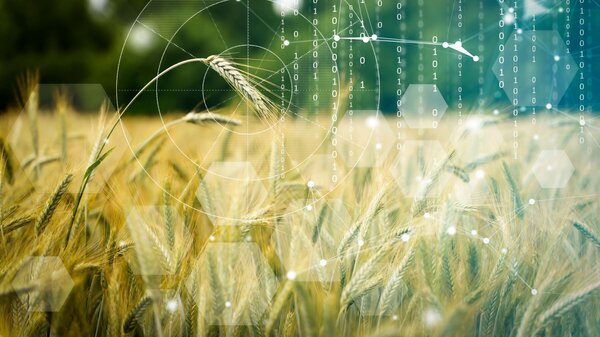 A grain field with many numbers superimposed.