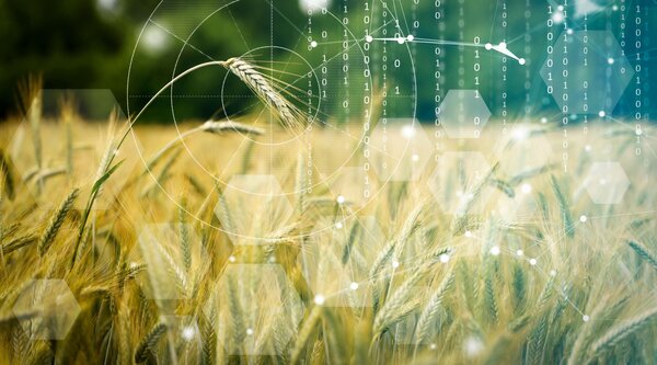 Ein Getreidefeld mit vielen übergeblendeten Zahlen.