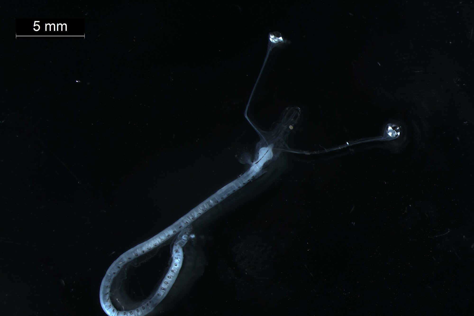 Die Larve eines schwarzen Drachenfisches (Idiacanthus)