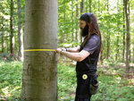Eine Person steht vor einem Baumstamm und mißt den Umfang mit einem Maßband.
