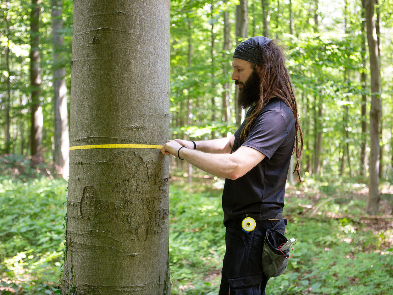 Eine Person steht vor einem Baumstamm und mißt den Umfang mit einem Maßband.