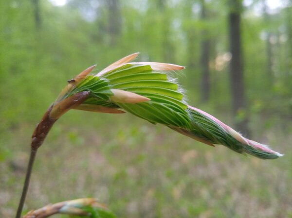 Shoot of a beech bud.