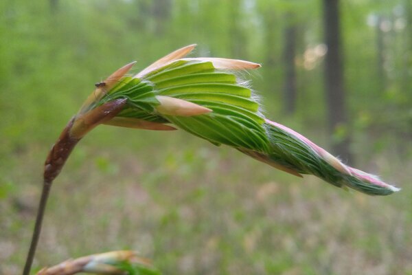 A beech bud emerging.