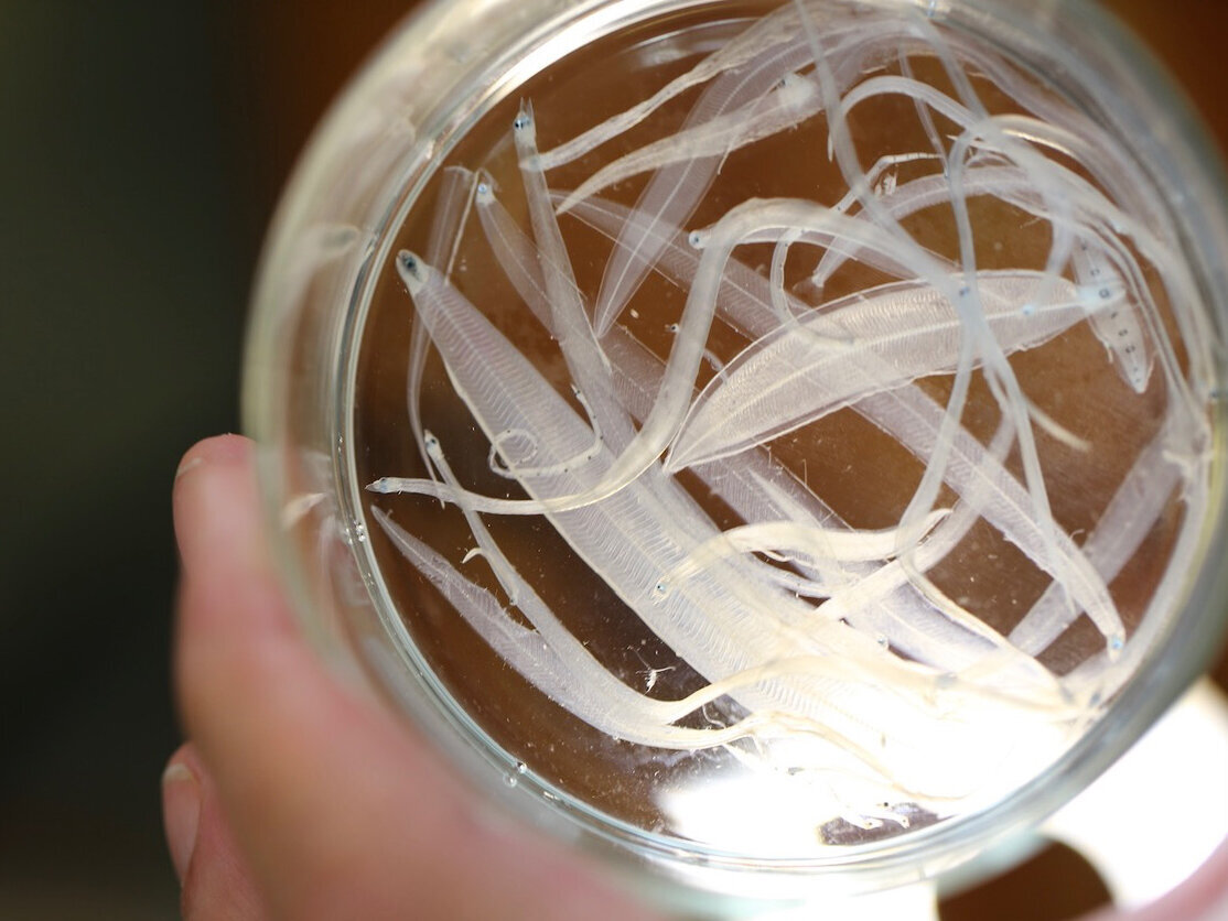 Eine Schale mit Weidenblattlarven unterschiedlicher aalartiger Fische.