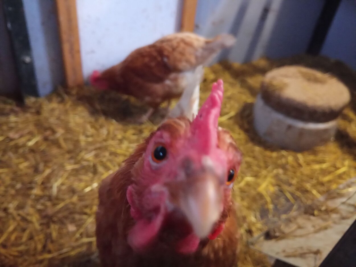 Huhn in Nahaufnahme, schaut in die Kamera, dahinter ein weiteres Huhn und der mit Stroh eingestreute Stallboden.