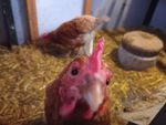 Huhn in Nahaufnahme, schaut in die Kamera, dahinter ein weiteres Huhn und der mit Stroh eingestreute Stallboden.