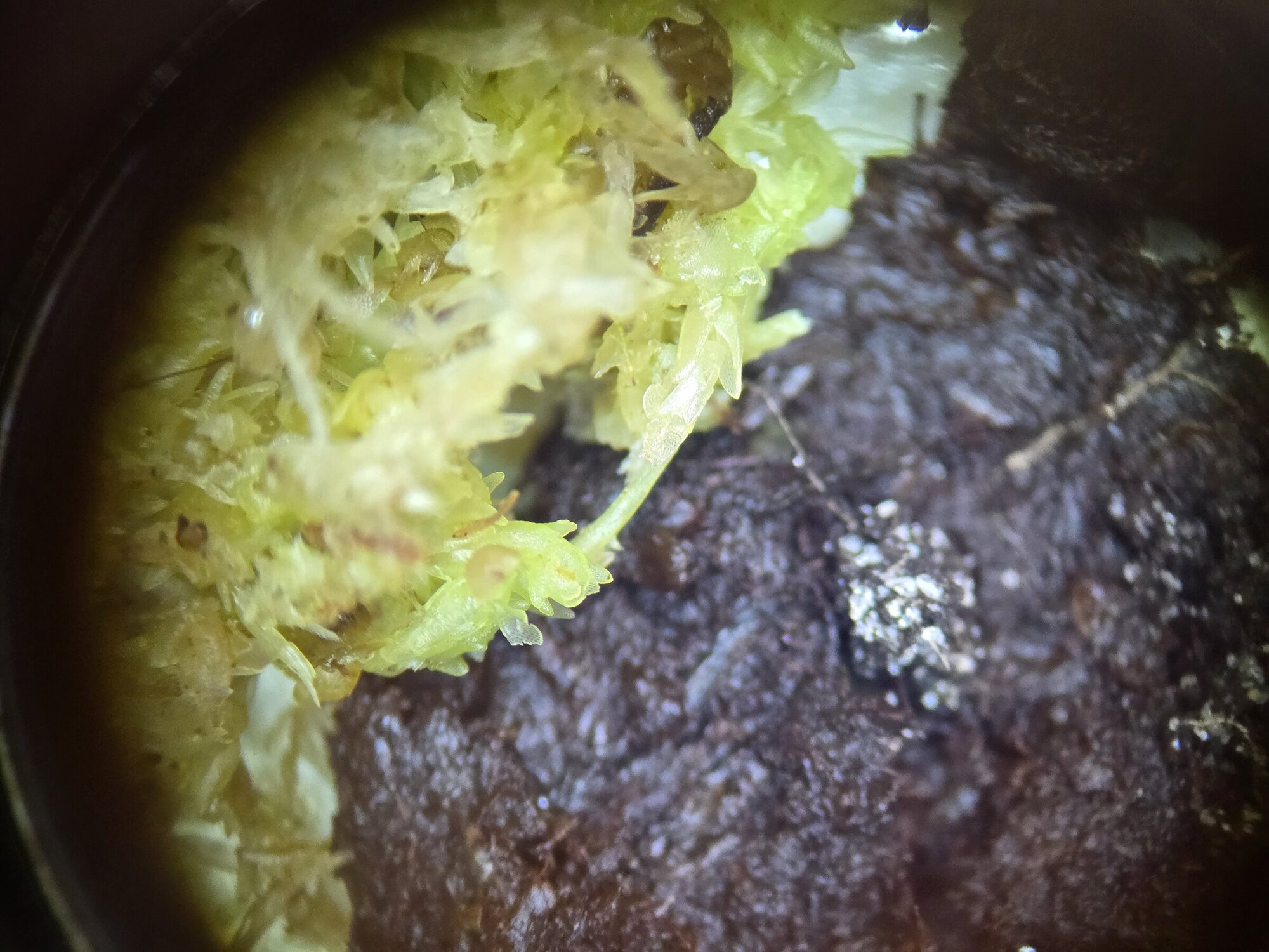 Unter dem Mikrokop kann man eine Moorbodenprobe betrachten.