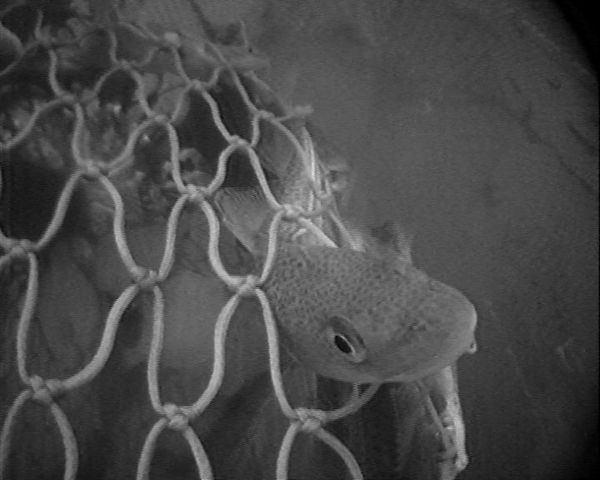 Unterwasseraufnahme: Dorsch entkommt durch die Maschen eines Schleppnetzes