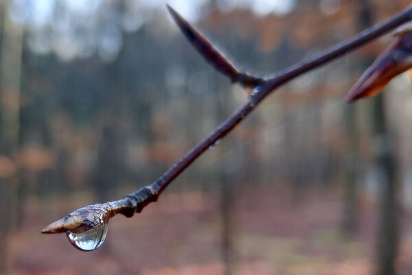 Drop of water on a beech leaf Drop of water on a beech leaf
