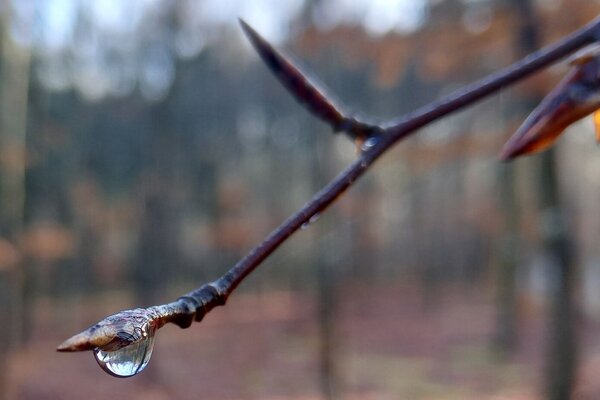 Wassertropfen an einen Buchenzweig.