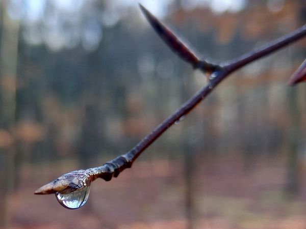 Drop of water on a beech branch