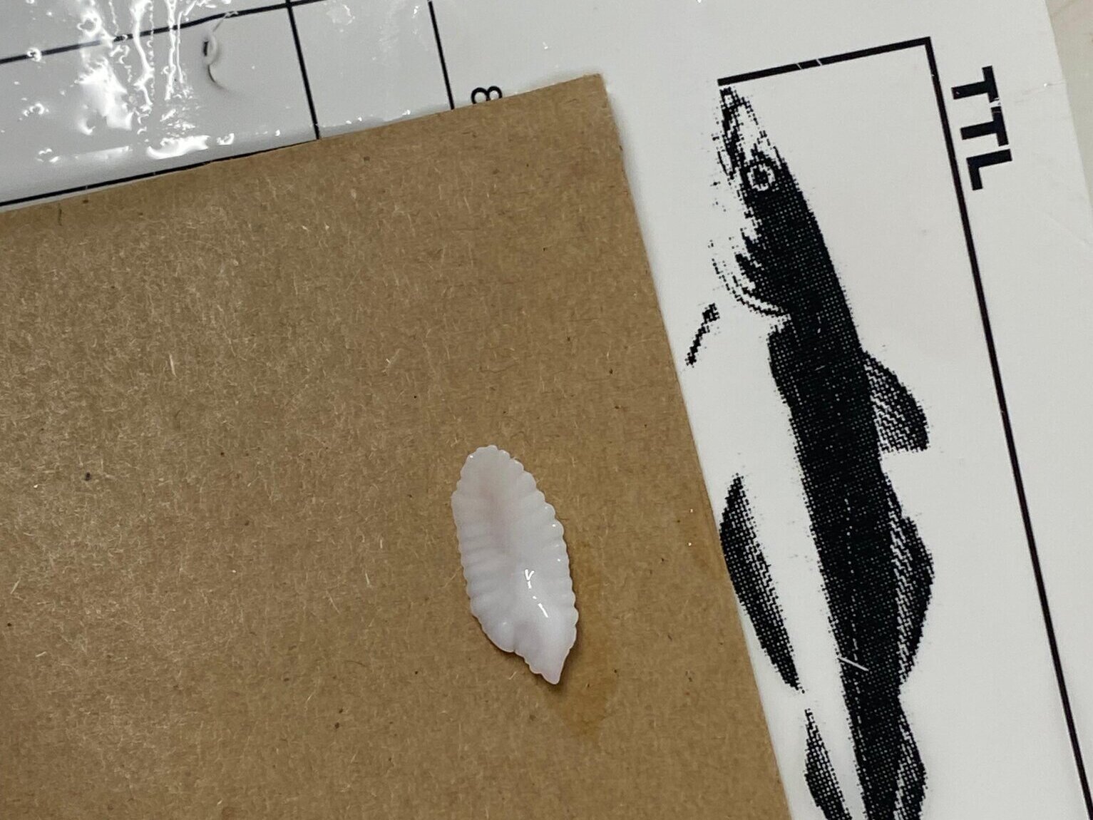 EinKabeljau-Otolith.