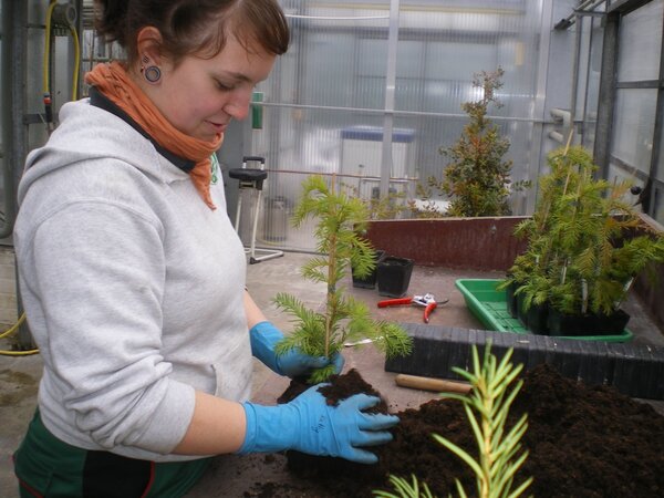 Auszubildende beim Umtopfen von Douglasien Auszubildende beim Umtopfen von Douglasien