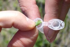 A rolled-up piece of a leaf is stored in a sample tube in order to be used for DNA-analysis in the lab.