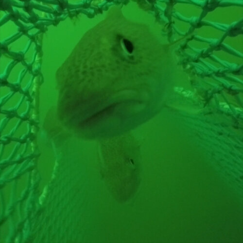 Unterwasserfoto eines Dorsches in grünem Licht. An den Seiten und im Hintergrund Maschen eines Fischernetzes. Weiter hinten eine Öffnung oben.
