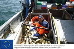 Für die Wissenschaft an Bord deutscher Fischkutter: Fangbeprobung auf der Ostsee