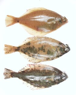 Foto mit drei kranken Fischen