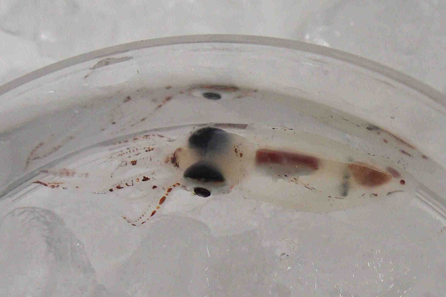 Ein junger Tintenfisch  