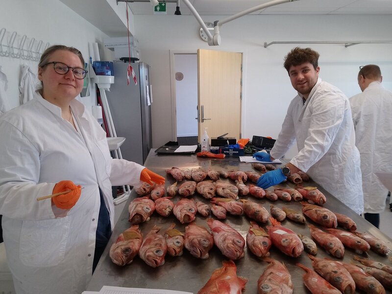 Thuenen: Die Herausforderung mit dem Rotbarsch