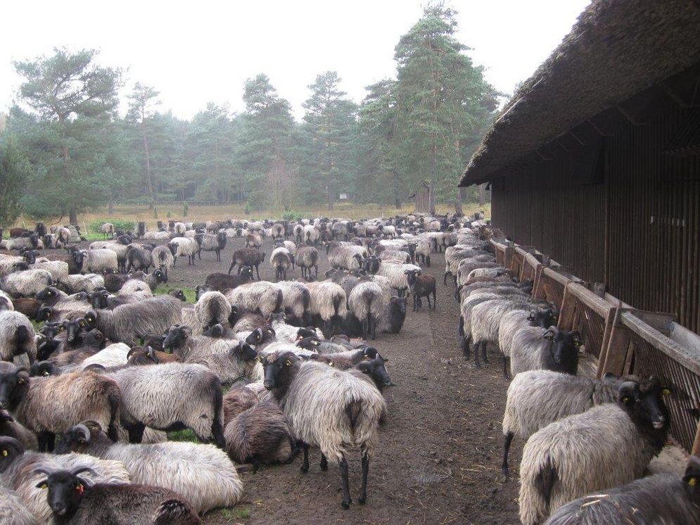 Herd of moorland sheep (Heidschnucke) for landscape protection