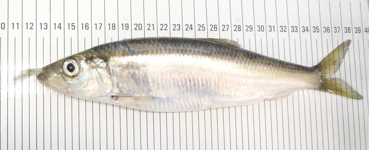 Ein Hering liegt auf einem Messbrett.